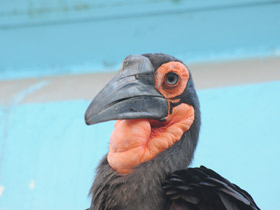 Фото Кафрский рогатый ворон