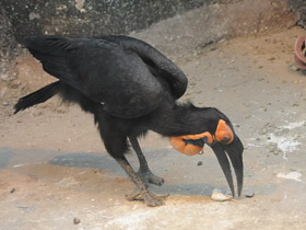 Фото Кафрский рогатый ворон