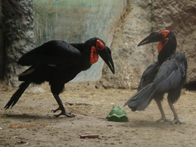 Фото Кафрский рогатый ворон