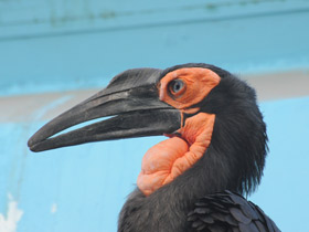 Фото Кафрский рогатый ворон