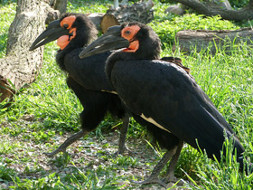 Фото Кафрский рогатый ворон