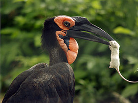 Фото Кафрский рогатый ворон