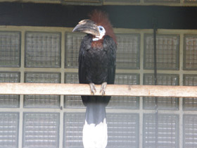 Фото Чёрная цератогимна