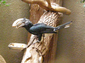 Фото Серебролицая цератогимна