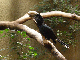 Фото Серебролицая цератогимна