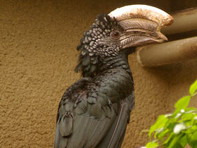 Фото Серебролицая цератогимна