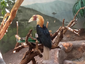 Фото Папуанский калао