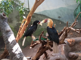 Фото Папуанский калао