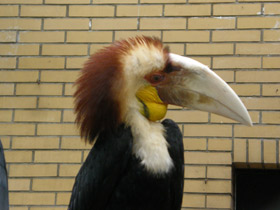 Смотреть фото Волнистый калао Фото Волнистый калао