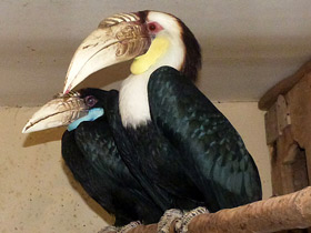 Смотреть фото Волнистый калао Фото Волнистый калао