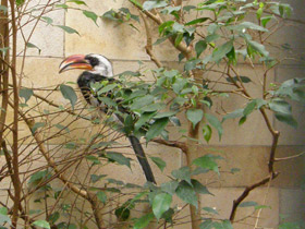 Фото Джексонов ток