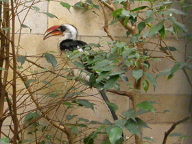 Фото Джексонов ток