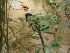 Фото Джексонов ток