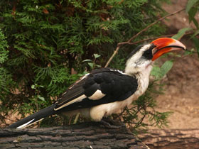 Фото Джексонов ток
