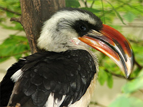 Фото Джексонов ток