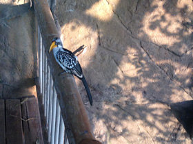 Фото Желтоклювый ток