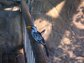 Фото Желтоклювый ток