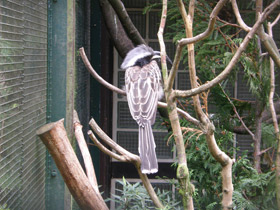 Фото Серый токо