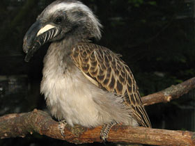 Фото Серый токо