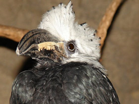 Смотреть фото Белохохлый калао Фото Белохохлый калао