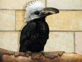 Смотреть фото Белохохлый калао Фото Белохохлый калао