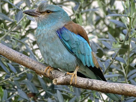 Фото Сизоворонка