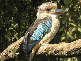 Синекрылая кукабара Синекрылая кукабара