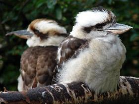 Фото Смеющаяся кукабара