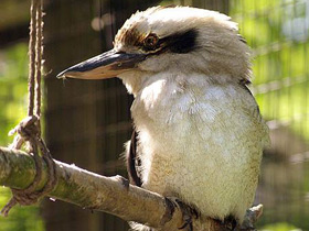 Фото Смеющаяся кукабара