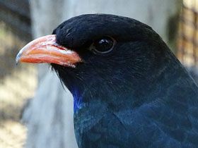 Фото Восточный широкорот