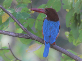 Смотреть фото Красноклювая альциона Фото Красноклювая альциона