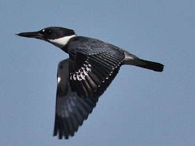 Фото Опоясанный пегий зимородок