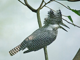 Фото Большой пегий зимородок