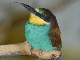 Золотистая щурка Золотистая щурка