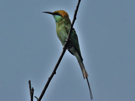 Фото Малая зелёная щурка