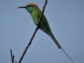 Фото Малая зелёная щурка