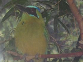 Фото Синешапочный момот