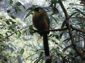 Фото Синешапочный момот