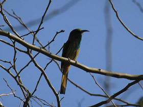 Фото Синебородая щурка