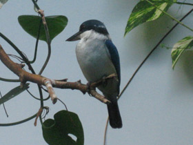 Фото Белошейная альциона