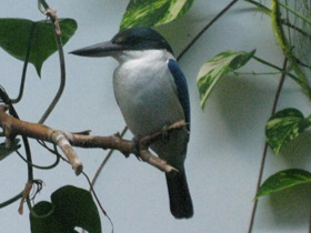 Фото Белошейная альциона