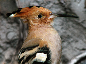 Смотреть фото Удод Фото Удод