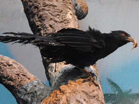 Фото Большая шпорцевая кукушка