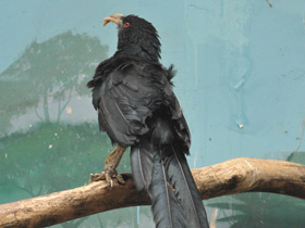 Фото Большая шпорцевая кукушка