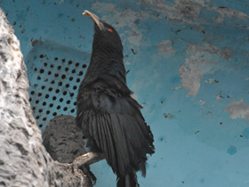 Фото Большая шпорцевая кукушка