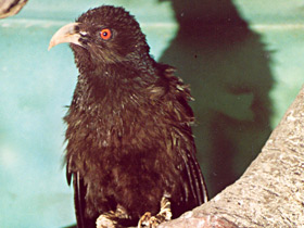 Большая шпорцевая кукушка Большая шпорцевая кукушка