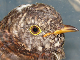 Фото Обыкновенная кукушка