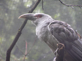 Смотреть фото Исполинская кукушка Фото Исполинская кукушка