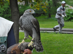 Фото Ястреб-тетеревятник