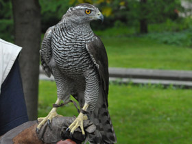 Фото Ястреб-тетеревятник